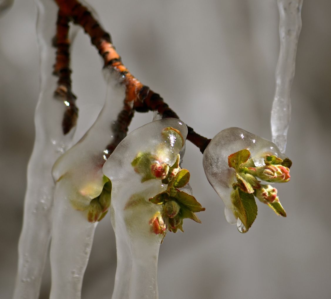 Ice